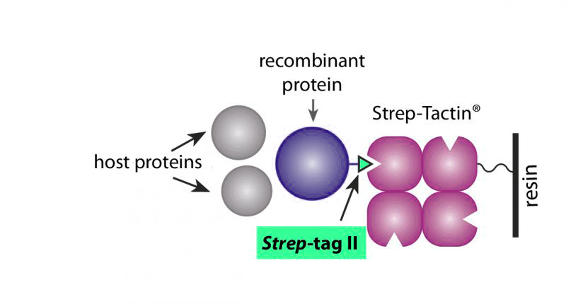 Figure.1-StrepTag_principle2.jpg