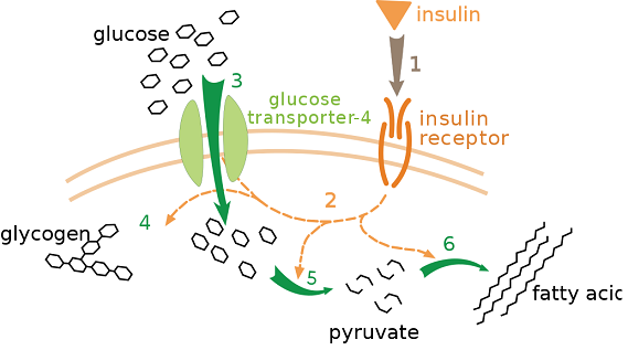 insulin-pathway.png