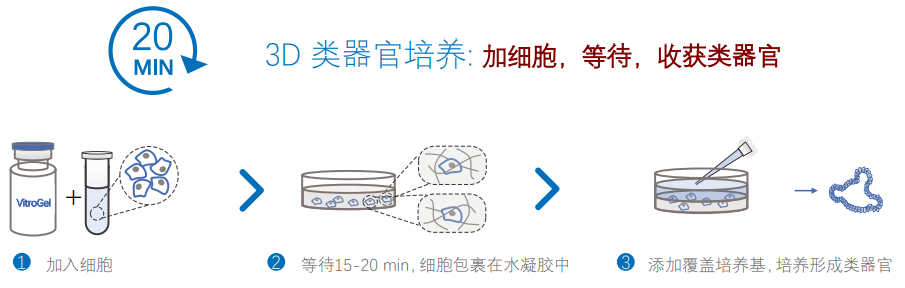 3D类器官培养