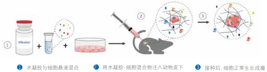 水凝胶包裹细胞进行动物皮下接种示意图