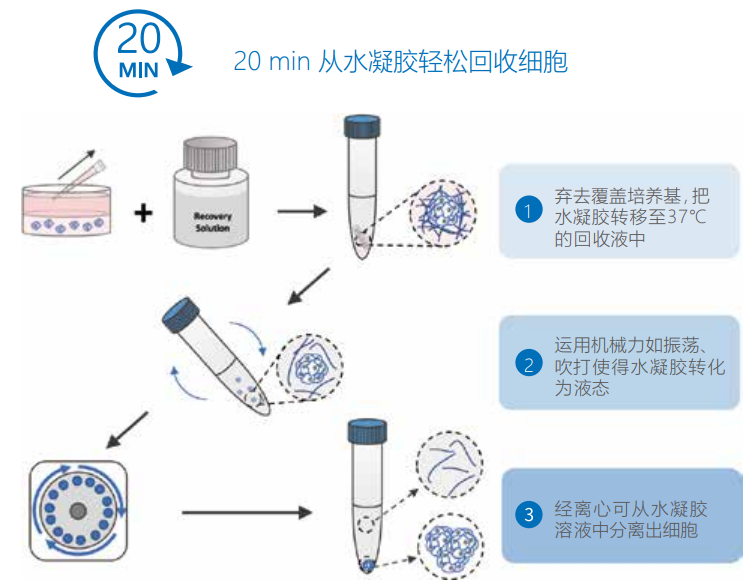 20 min内从VitroGel系统中收获2D、3D培养的细胞以及类器官。