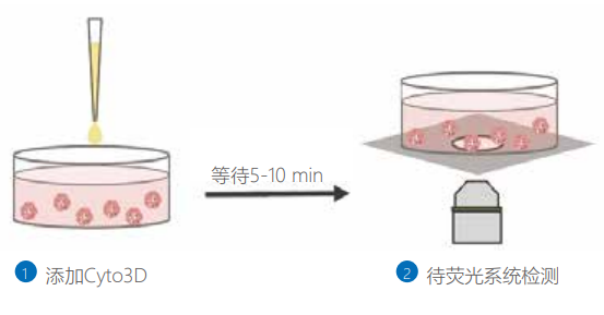 3D及2D细胞培养的活死细胞活性检测试剂盒