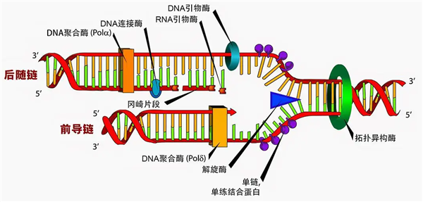 拓扑异构酶抑制剂、拓扑异构酶抗体