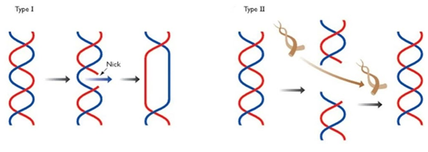 拓扑异构酶(topoisomerase)