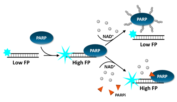 PARP.png
