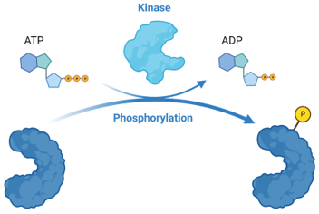 Kinases.png