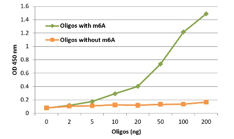 m6a-antibody.png