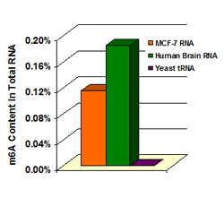 5mC-RNA.png