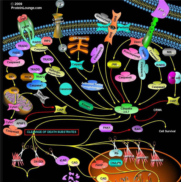 Caspase-enzyme.jpg