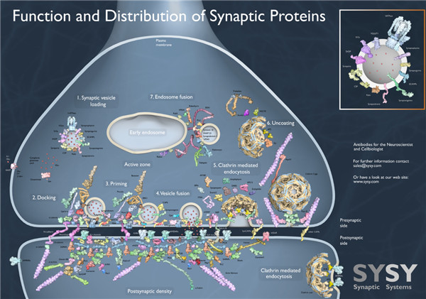 synaptophysin.jpg