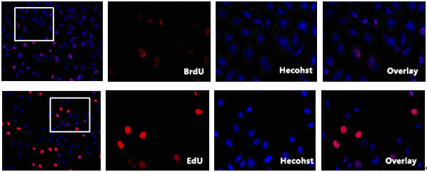 BrdU检测于EdU检测结果对比.png