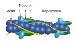 SiR-Tubulin.png