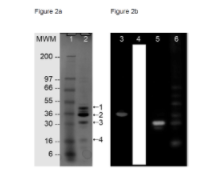 SiR-Tubulin1.png