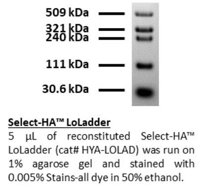 Select-HA LoLadder.jpg