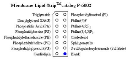 Membrane Lipid Strips.jpg