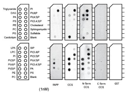 PI(4)P diC4.jpg