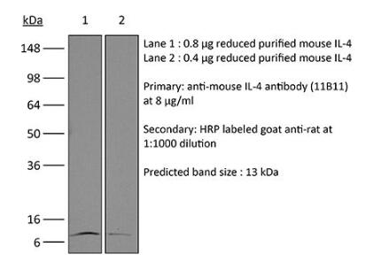 InVivoMAb anti-mouse IL-4.jpg