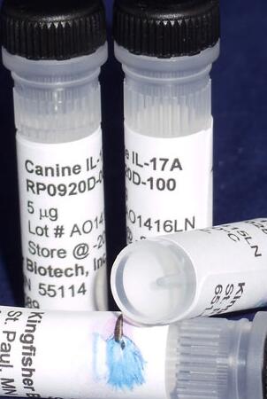 Canine IL-17A Recombinant.jpg