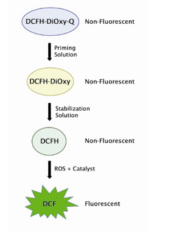 OxiSelect In Vitro ROS.png