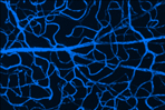 Cas9 ELISA Kit.jpg