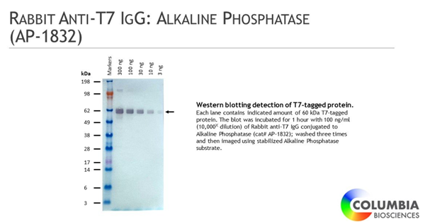 Rabbit Anti-T7 IgG.png