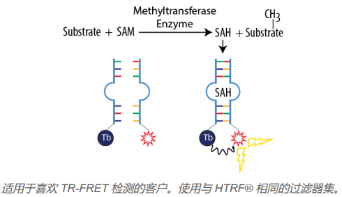 AptaFluor SAH甲基转移酶测定试剂盒