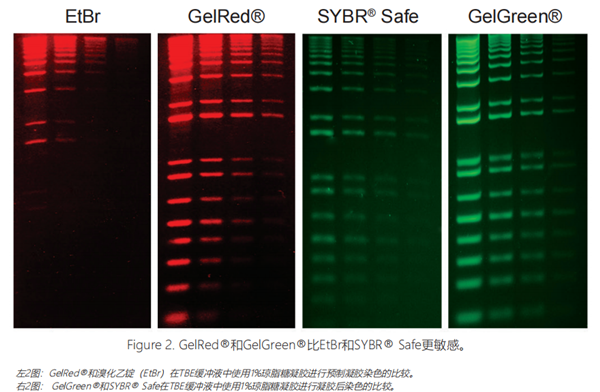 GelRed&GelGreen核酸染料