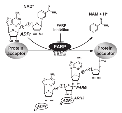 Poly (ADP-Ribose) ELISA试剂盒