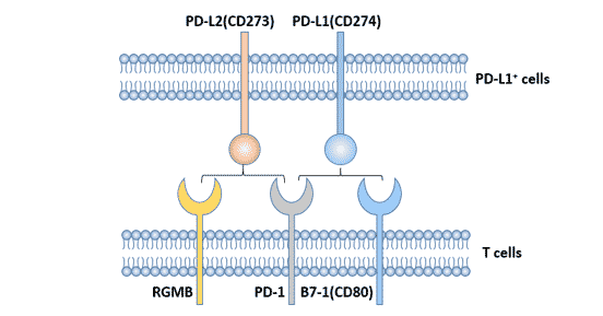 PD-L1体内抗体