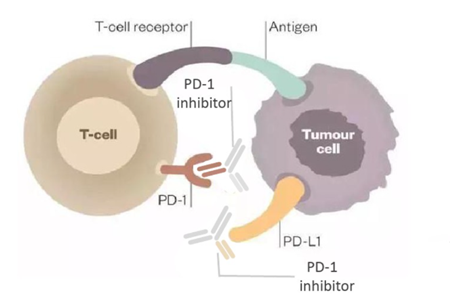 PD-1/PD-L1