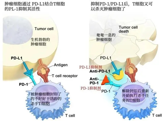 PD-L1,BE0101