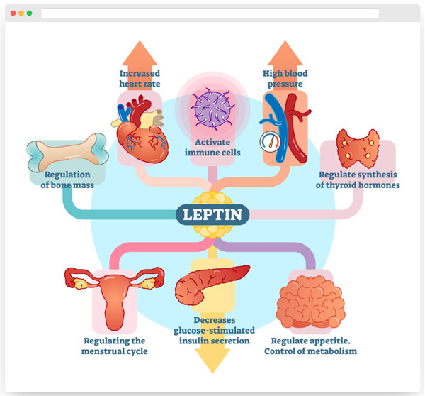 瘦素（Leptin）