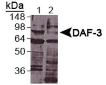 DAF-3抗体