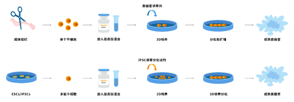 低生长因子，基质胶