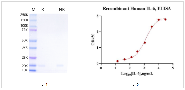 重组人白细胞介素6（IL-6）