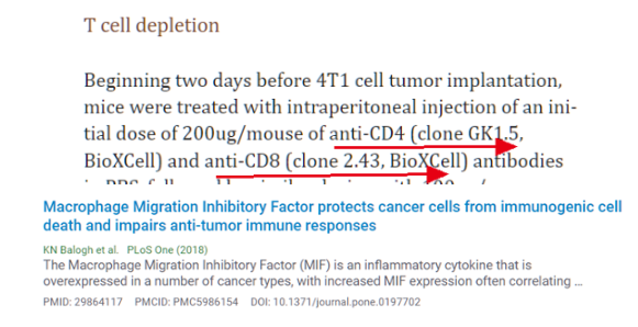 CD8 T细胞耗竭