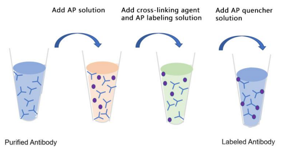 AP偶联试剂盒