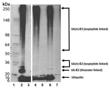 BML-UW0970-0001.png