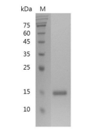 重组人Galectin-1的SDS-PAGE分析