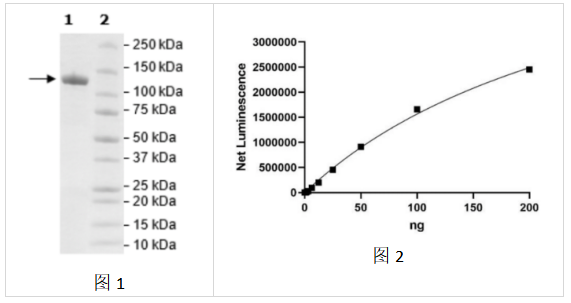 ARP1， GST 标签重组数据案例