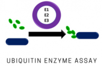 UE101：泛素定量S试剂盒