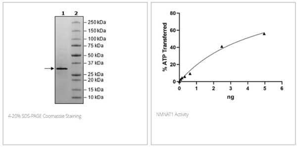NMNAT1, His-Tag重组蛋白