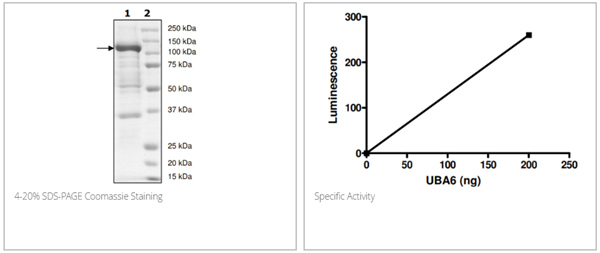 UBA6（UBE1L2），FLAG标签重组蛋白