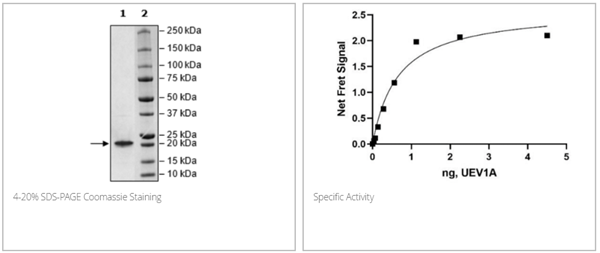 UEV1A (UBE2V1), FLAG-tag重组蛋白