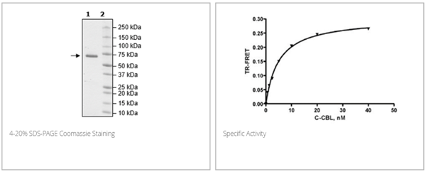 c-CBL, GST-Tag重组蛋白