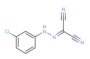 cccp溶液(细胞凋亡诱导剂)