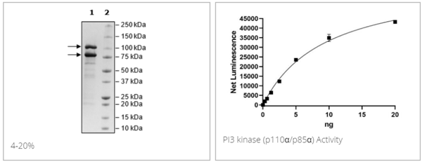 PI3激酶 (p110α/p85α) 重组蛋白