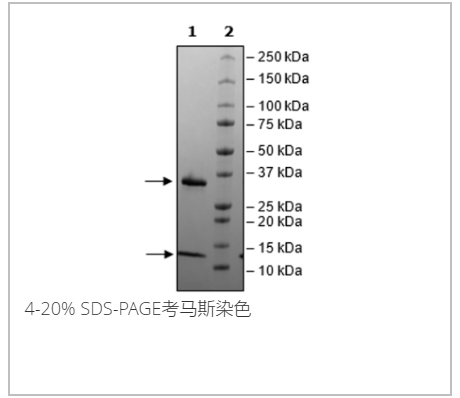 FcRn (FCGRT/B2M), His-Tag重组蛋白