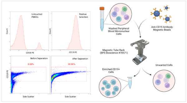 BPS bioscience