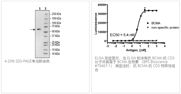 抗BCMA-抗CD3双特异性分子